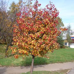 Whitebeam, Swedish